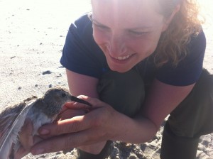 Jessica Henkel with Dunlin at Dauphin Island, AL